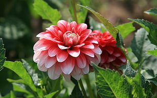 macro photography of red-and-white flower with green leaves