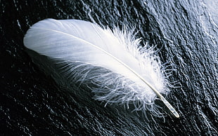 white feather on gray panel HD wallpaper