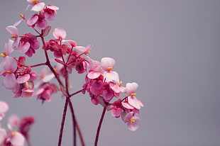 pink flowers, flowers, pink flowers