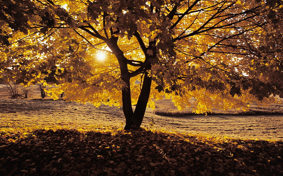 silhouette of brown-leafed tree at golden hour HD wallpaper