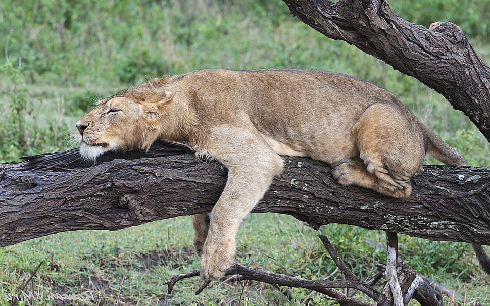 lion laying on gray tree HD wallpaper