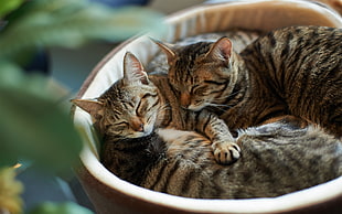 three brown tabby kittens