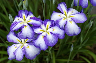 selective focus of petaled flowers