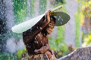 monkey covering rain with green leaf HD wallpaper
