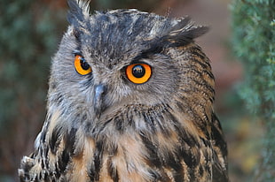 black and brown owl with orange eyes on the tree, eagle owl