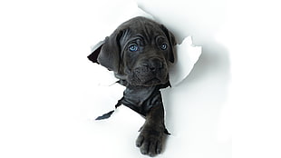 black Great Dane puppy