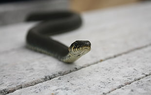 brown snake, reptiles, snake, depth of field