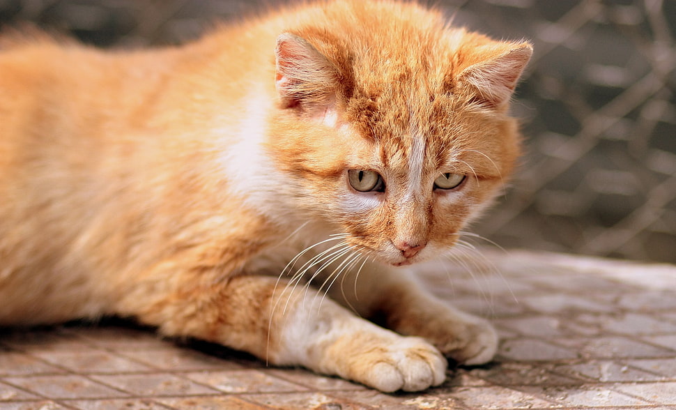 close-up photo of orange tabby cat HD wallpaper