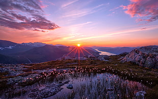 flower field near mountains during golden hour