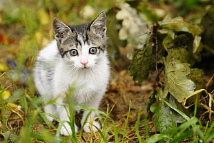 white and grey kitten on brown grass field HD wallpaper