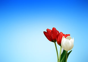 two red and one white flowers HD wallpaper