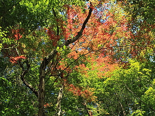 green and brown leaf tree