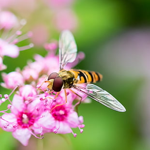 closeup photography of Hoverfly on pink flower HD wallpaper
