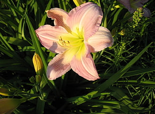 closeup photography of pink daylily flower at daytime HD wallpaper