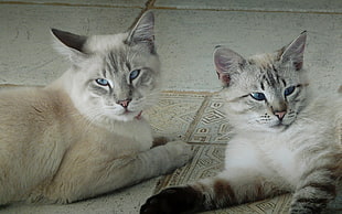 two white-and-brown short coated cats HD wallpaper