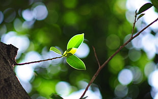 close-up photography of green elliptical leaf HD wallpaper