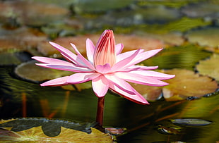 pink flower growing