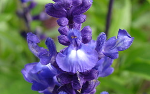 purple orchid on selectice focus photography