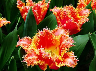 photography of macro shot white yellow and red flower