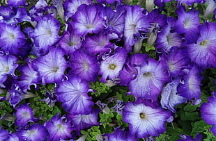 close up photo of purple flowers HD wallpaper
