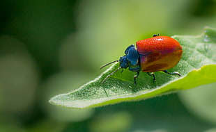 shallow focus photography of red and blue beatle on green leaf HD wallpaper