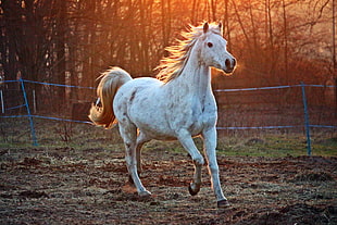 white horse running near gray steel fence HD wallpaper