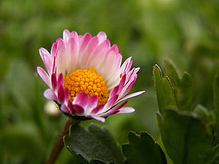 pink and white petaled flower