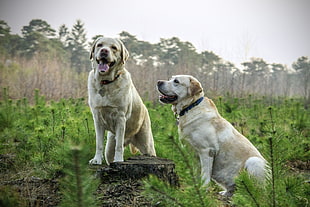 two yellow Labrador Retriever dogs near tall trees at daytime HD wallpaper