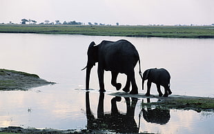 Elephant with baby elephant on body of water HD wallpaper