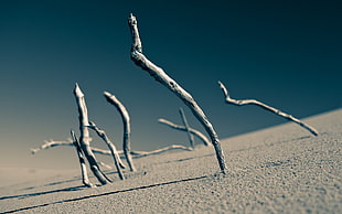 landscape, desert, sand, depth of field