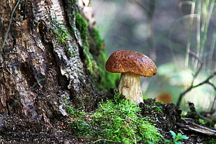 Fungus,  Wood,  Moss,  Bark HD wallpaper