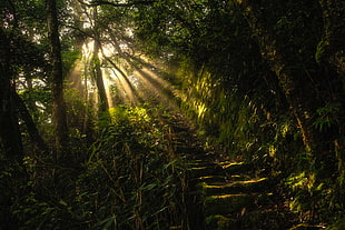 green tree, nature, landscape, sun rays, ladders HD wallpaper