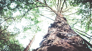 green leafed tree, trees, nature, worm's eye view