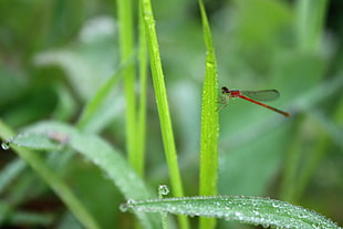 red Damsel fly on green leaf HD wallpaper