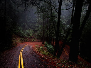 gray concrete road beside trees