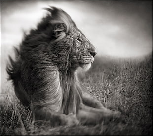 grayscale photography of lion, nature, love, lion, monochrome HD wallpaper