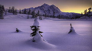 green pine tree, landscape, snow, winter, trees