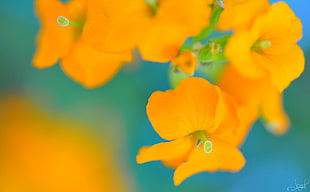 macro photography of yellow petaled flower