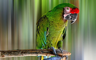 green parrot