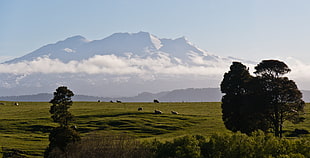 mountain surrounded by green grass and tress, sheep, mount ruapehu HD wallpaper