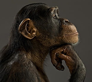 black and brown chimpanzee, animals HD wallpaper
