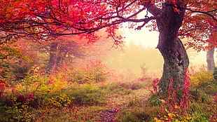 photo of pink flowering tree