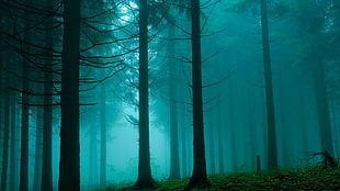 photo of forest covered in fog HD wallpaper