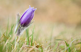purple petaled flower during daytime in close up photography, pasque flower HD wallpaper