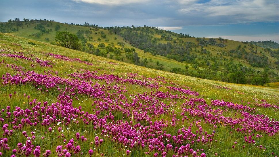 pink flower field at daytime HD wallpaper