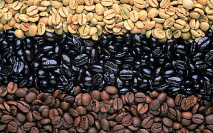 roasted coffee beans