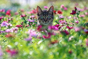 silver tabby cat, colorful, cat, animals, plants