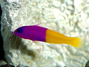 purple and white fish HD wallpaper