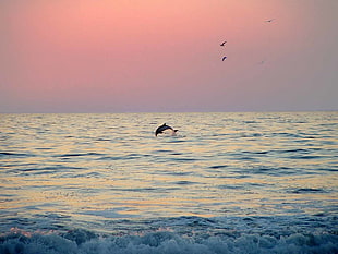 white and black dolphin jump out of water, porpoise, carlsbad