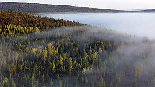 foggy forest, trees, forest, nature, mist